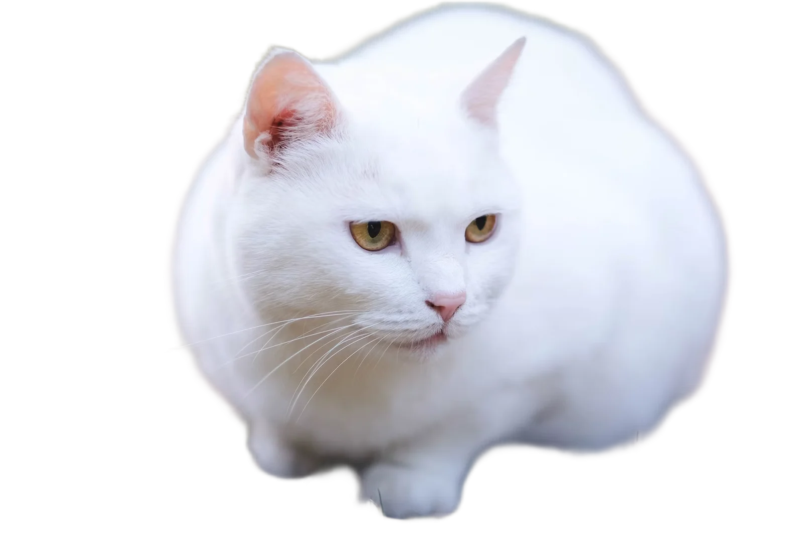 The same white cat with the background removed — fur and whiskers intact, on a transparent checkerboard.
